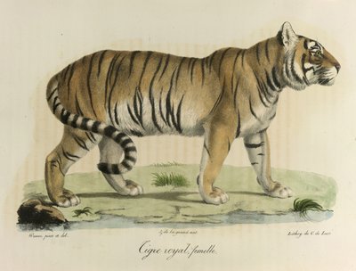 Královský tygr, samice. Samice královského tygra, z Natural History of savců (barva litho) od French School