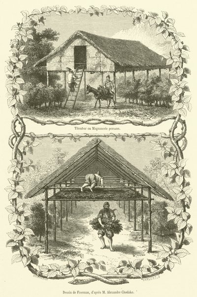 Tilembar nebo Persian Magnanerie (rytina) od French School