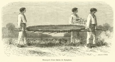 Přeprava listu Nymphaea (rytina) od French School