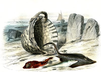 Trigle grondin (Trigle cuculus), treska bezvousá (merlangius merlangus), raie grondin (dipturus batis) - Deska extrahovaná z Histoire Naturelle od Bernarda Germaina de Lacepede (1856-1925), vydání P.Furme, Paříž od French School