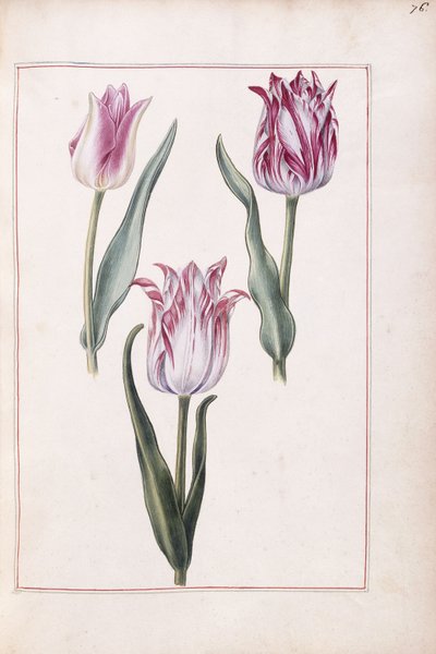 Tulipány, 18. století od French School