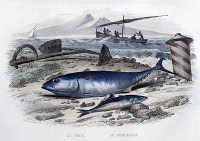 Tuna et mackereau - v “Histoire naturelle”” od Lacépède, T.II, ed. Furne et Cie, Paříž od French School