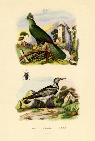 Turaco, 1833-39 od French School