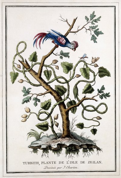 Turbith, rostlina z ostrova Zeilan, 1784 od French School