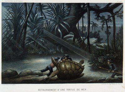 Želva mořské želvy - v „“ Le monde de la mer “ od Alfreda Fredola, Hachette, Paříž od French School