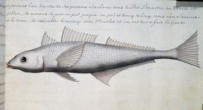 Neznámá ryba, Magellanův průliv, akvarel z lodního deníku Jacques Gouin de Beauchesne (1652-1730), kapitán Compagnie royale de la Mer du Sud, od roku 1698 do roku 1701, Francie od French School