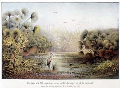 Průchod horním Nilem s papyrem a rákosovým porostem. od French School