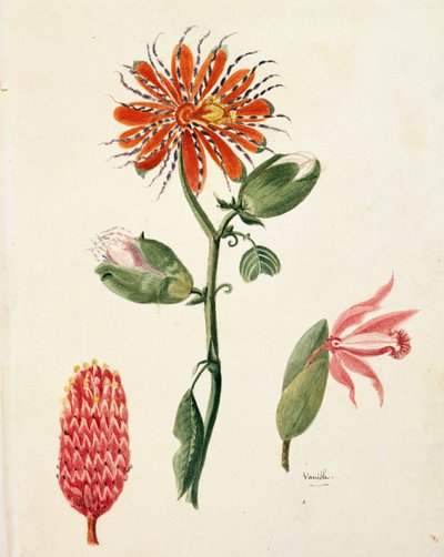 Vanilková orchidej (vanilla planifolia) od Lejeune od French School