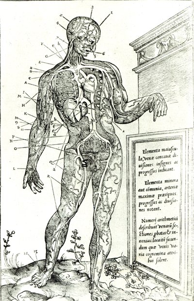 Cévní systém podle Charlese Etienna, z knihy De dissectione partium corporis humani libri tres, 1545 (čb tisk) od French School