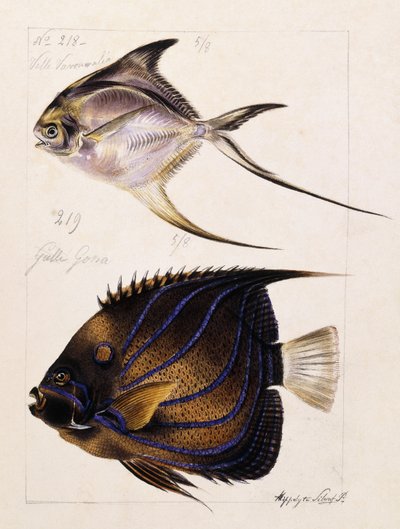 Velle... Atd, kolem roku 1850 od French School