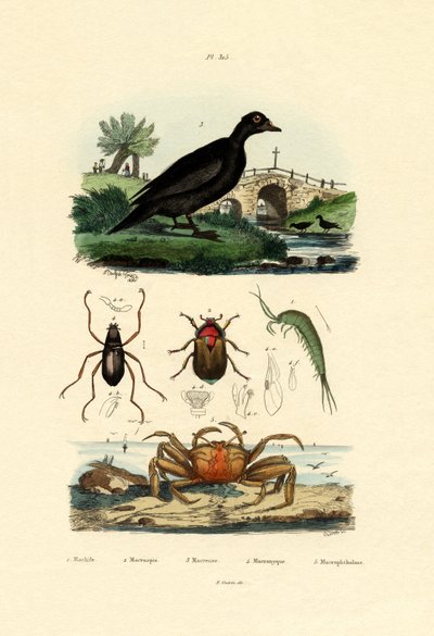 Velvet Scoter Duck, 1833-39 od French School