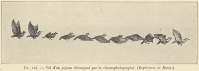 Let rozloženého holuba pomocí chronofotografie od French School