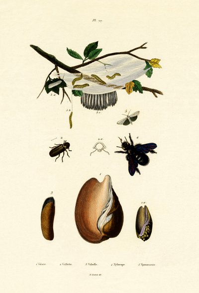 Volutová skořápka, 1833-39 od French School