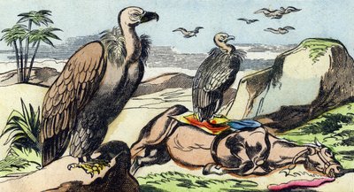 Supi. Rytina "Buffon Alphabet des Oiseaux n 1". 3. série N 1. Zobrazování Epinalu, Epinal, konec 19. století. 16 stran. Rozměr: 28 x 21 cm od French School