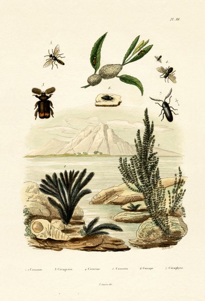 Vosa, 1833-39 od French School