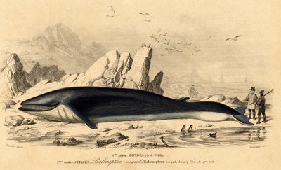 Velryba nebo baleinoptera (Balaenoptera rorqual) od French School