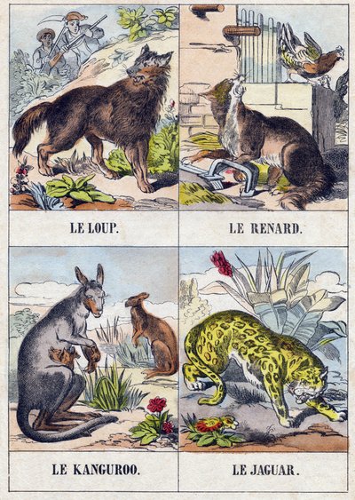 Vlk; Liška; Klokan ; Jaguár. Rytina v „Buffon Alphabet des Animaux". 3. série N 1. Imaging of Epinal, Epinal, konec 19. století. 16 stran. Rozměr: 28x21cm od French School