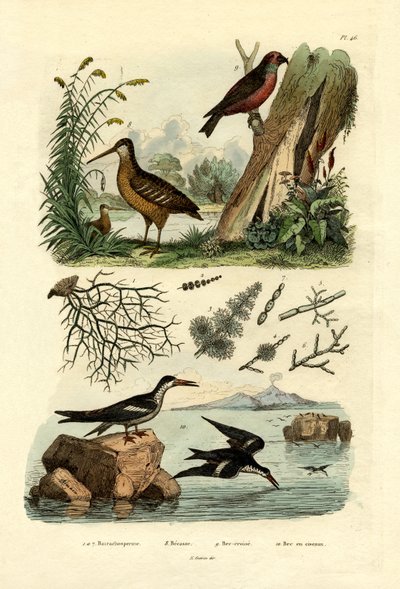 Woodcock, 1833-39 od French School