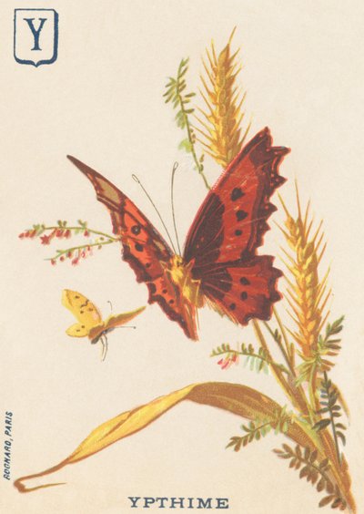 Y: Ypthime (Apatura ilia nebo Lesser Mars měnící se) od French School