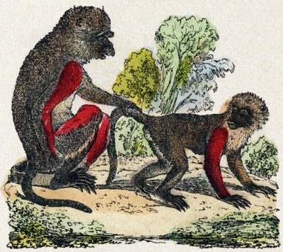 Yarques. Gravírování v „Abecedě divokých zvířat“. 9. série. Obrázky Epinal, Pellerin, tiskárna-nakladatel, kolem roku 1870. Rytiny na dřevě, šablona. 16 stran. Rozměr: 20 x 15 cm. Soukromá sbírka od French School