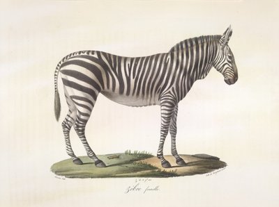 Žena zebra. Samice zebry, z přírodní historie savců (barva litho) od French School