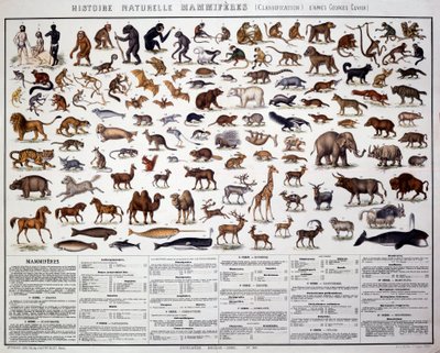 Zoologie: klasifikace savců podle francouzského biologa Georgese Cuviera (1769-1832). Přírodovědná rada od French School