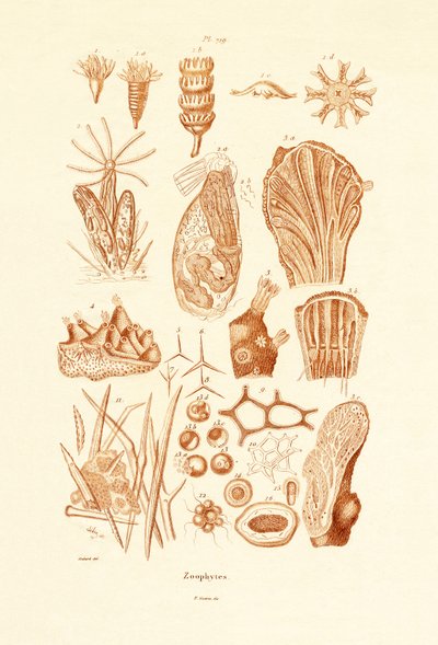 Zoofyti, 1833-39 od French School