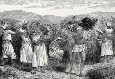 obyčejný smilax nebo sarsaparille nebo sklizeň svlačec v Peru (rytina) 1888 od French School