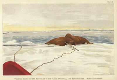 Mroži zabiti u východního pobřeží poloostrova Taimyr od Fridtjof Nansen