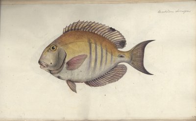 Chaetodon chirurgus, před rokem 1787 od Friedrich August Kruger