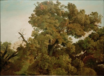 Dub od Friedrich Nerly