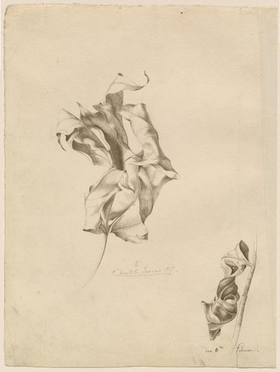 Scvrklé listy od Friedrich Olivier