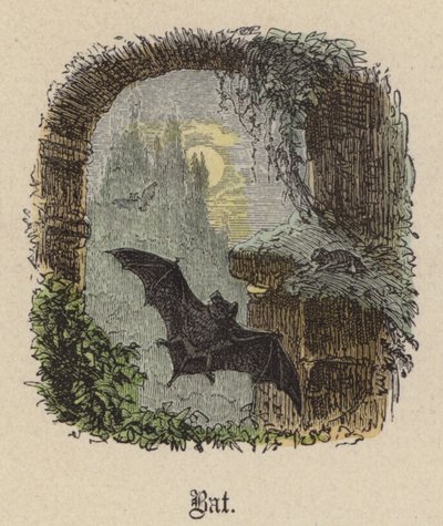 Netopýr (barevné rytí) od Friedrich Specht