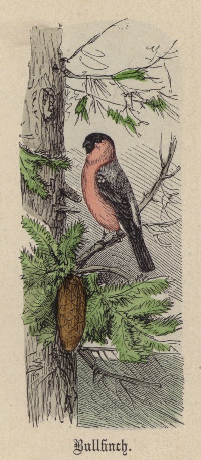 Hýl (barevné rytí) od Friedrich Specht