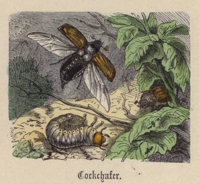 Chroust (barevné rytí) od Friedrich Specht