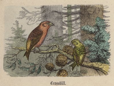 Crossbill (barevné rytí) od Friedrich Specht
