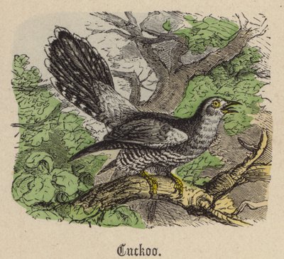 Kukačka (barevná rytina) od Friedrich Specht