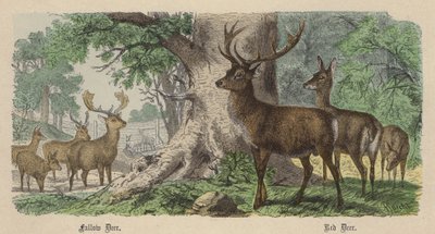 Daněk, jelen lesní (barevné rytí) od Friedrich Specht
