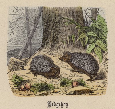 Ježek (barevné gravírování) od Friedrich Specht