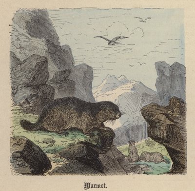Svišť (barevné rytí) od Friedrich Specht