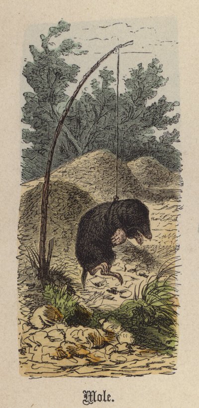 Krtek (barevná rytina) od Friedrich Specht