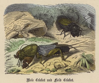 krtonožka a polní cvrček (barevná rytina) od Friedrich Specht