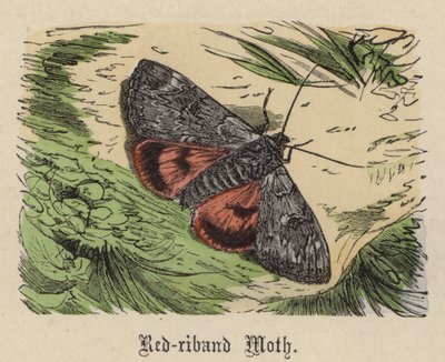 Motýl červený (barevná rytina) od Friedrich Specht