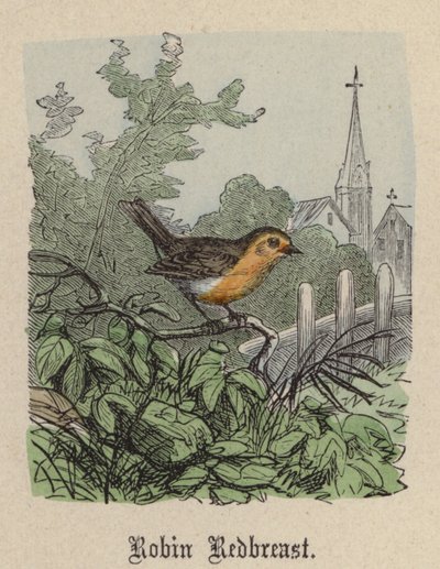 Robin Redbreast (barevná rytina) od Friedrich Specht