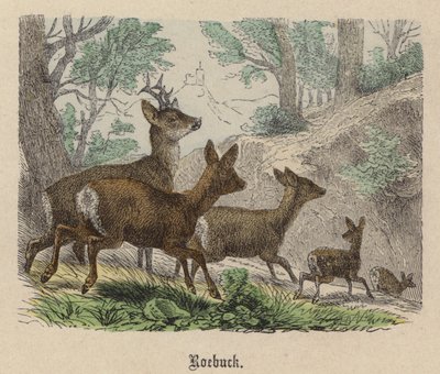 Roebuck (barevné rytí) od Friedrich Specht