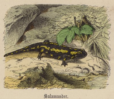 Salamandr (barevné rytí) od Friedrich Specht