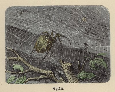 Pavouk (barevné rytí) od Friedrich Specht