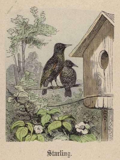 Starling (barevné rytí) od Friedrich Specht