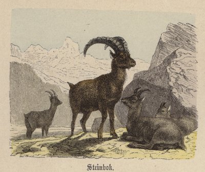 Steinbok (barevná rytina) od Friedrich Specht