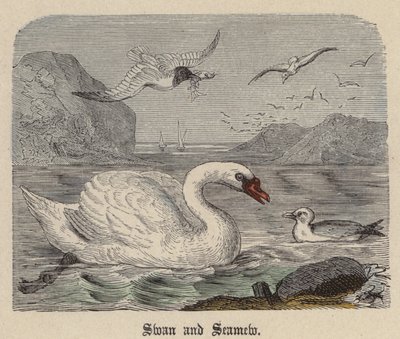 Swan and Seamew (barevné rytí) od Friedrich Specht